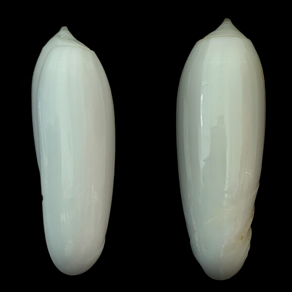 Miniaceoliva irisans f. albescens (Johnson, 1915)  2021-095