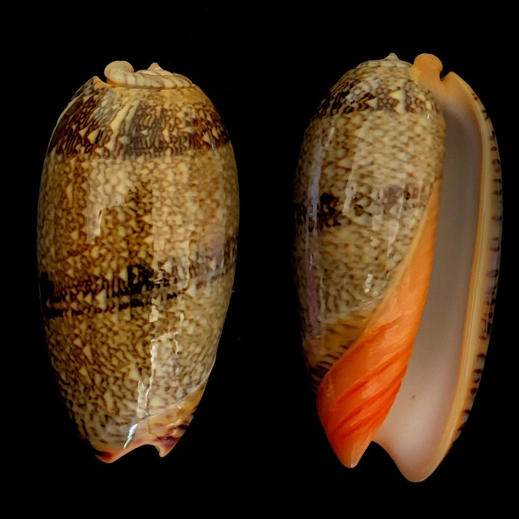 Viduoliva reticulata (Röding, 1798) = Worms - Oliva reticulata (Röding, 1798) - Page 3 2021-100