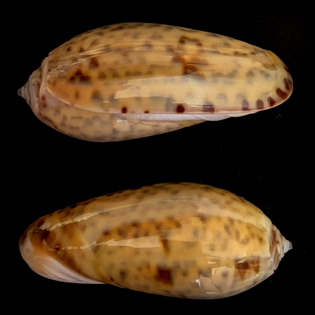 Carmione tigrina (Lamarck, 1811) - Worms = Oliva tigrina Lamarck, 1811 - Page 3 2021-107