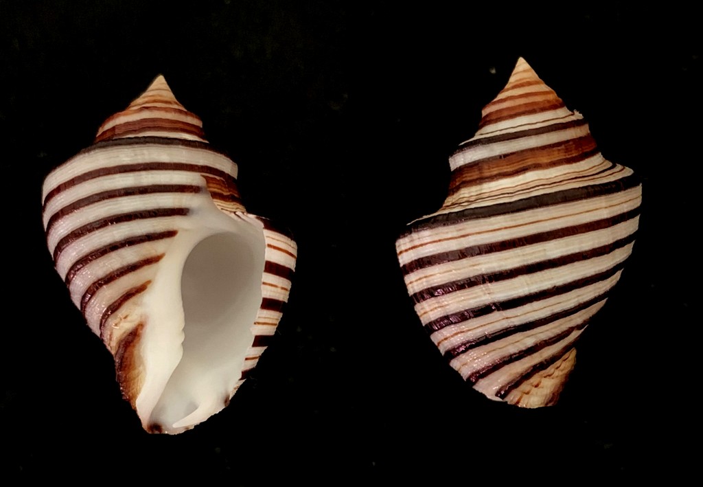 Opeatostoma pseudodon (Burrow, 1815) 2021-109
