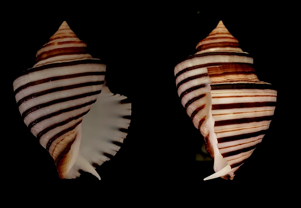 Opeatostoma pseudodon (Burrow, 1815) 2021-110