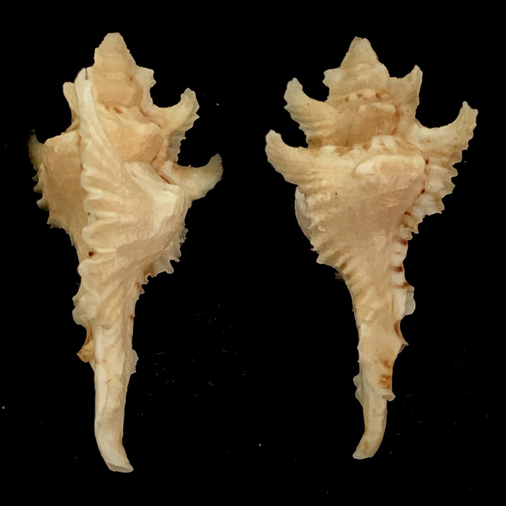 Muricidae Muricinae Purpurellus gambiensis (Reeve, 1845)  2021-124