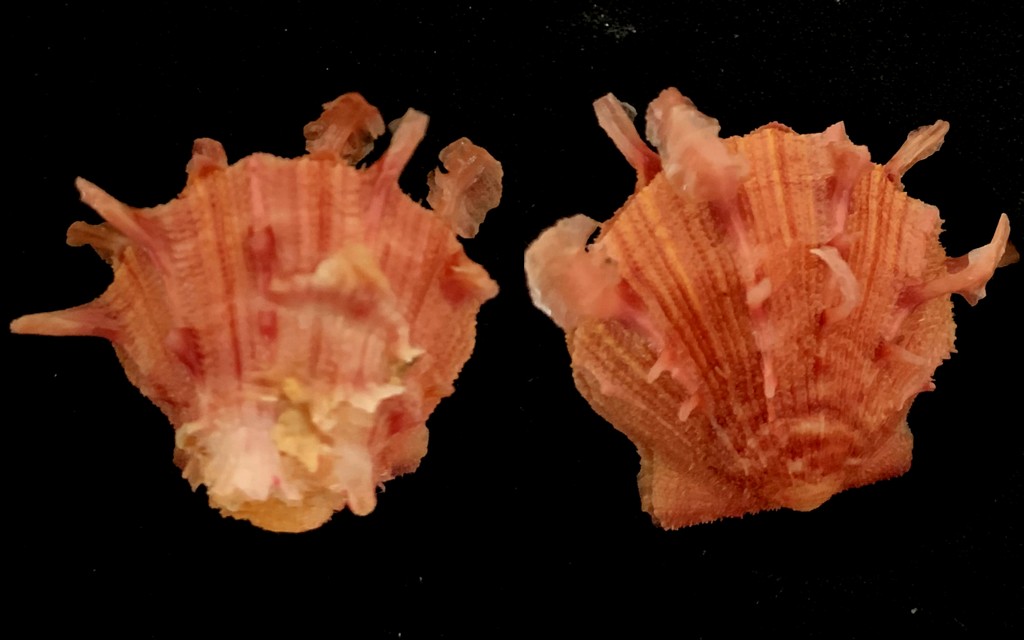 Spondylus foliaceus Schreibers, 1793 2021-186