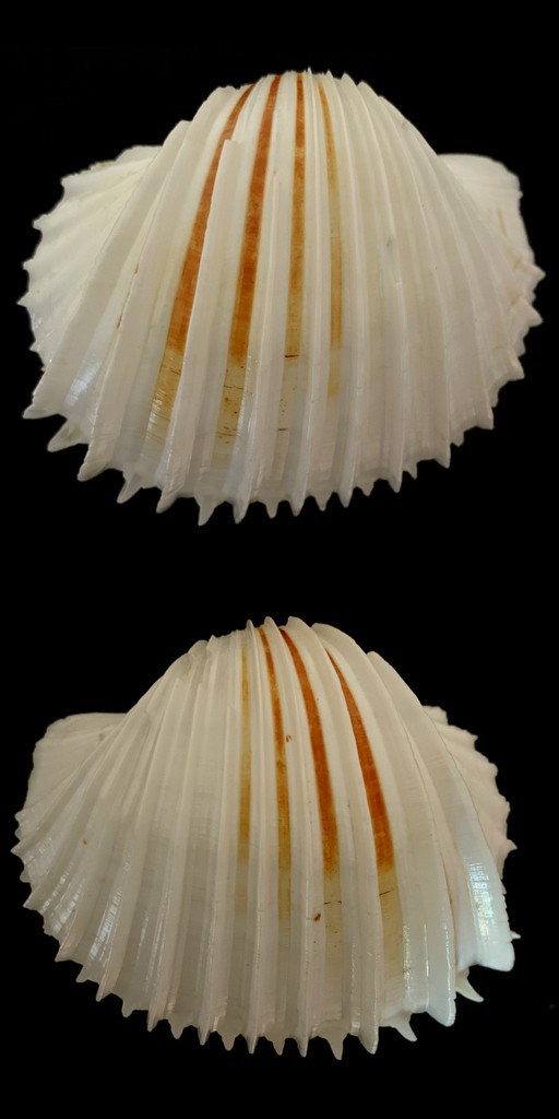 Cardiidae Cardiinae Cardium costatum Linnaeus, 1758  2021-194