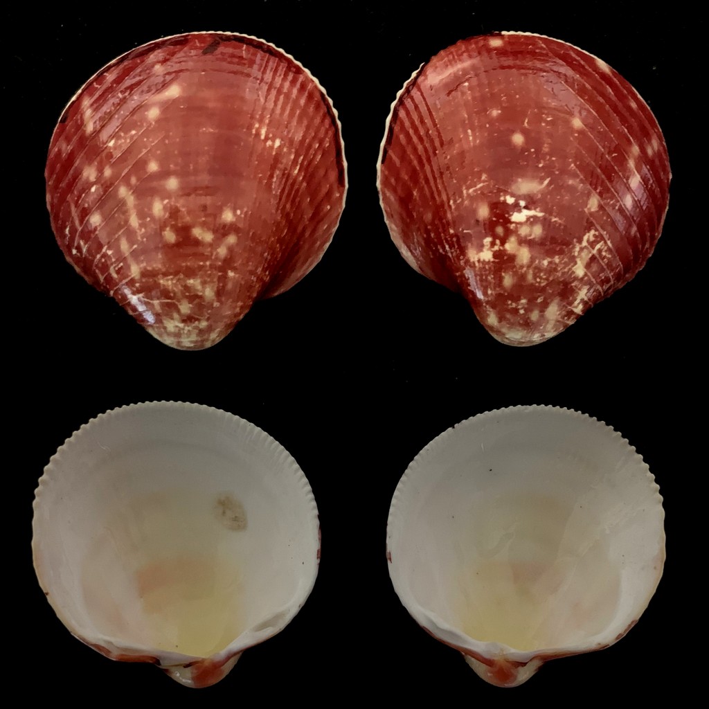 Cardiidae Orthocardiinae Lyrocardium lyratum - (G. B. Sowerby II, 1840)  2021-199