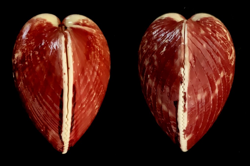 Cardiidae Orthocardiinae Lyrocardium lyratum (G. B. Sowerby II, 1840)  2021-201