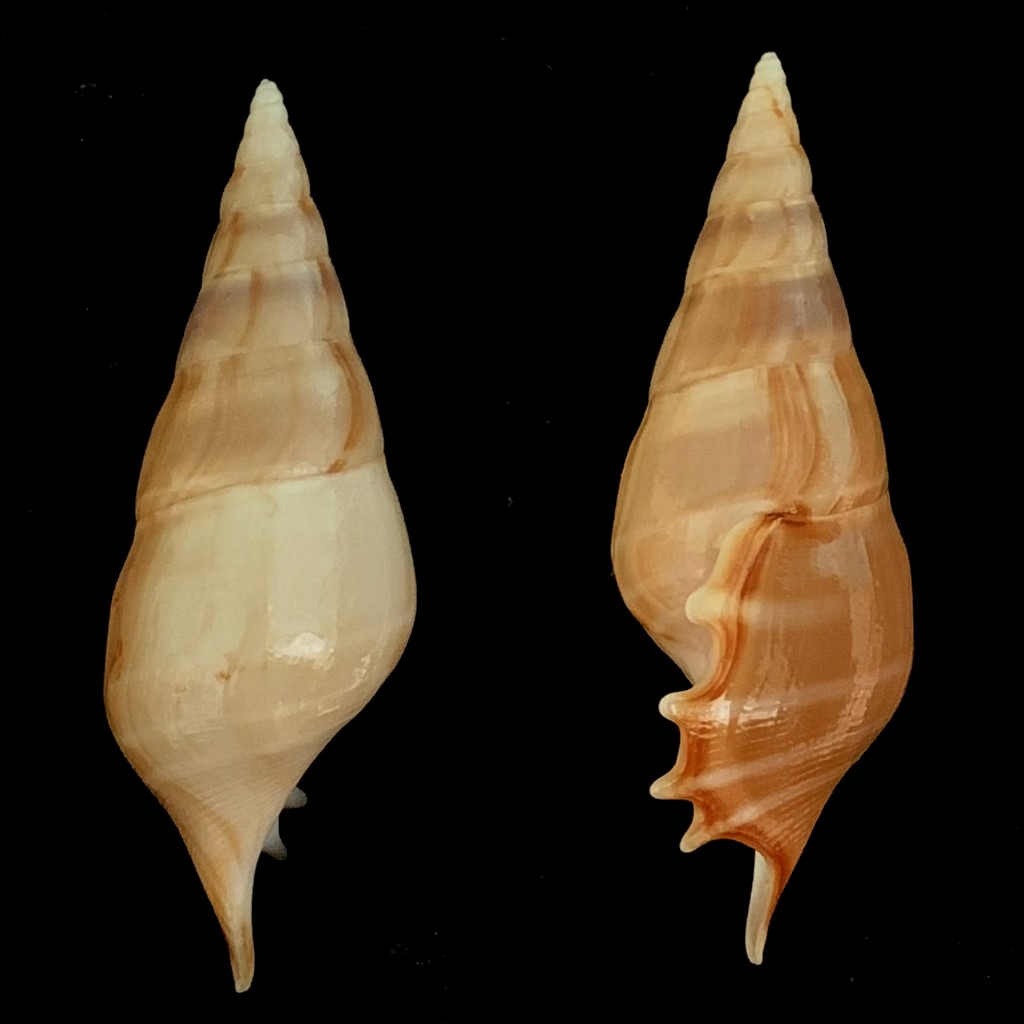 Rostellariella delicatula - (G. Nevill, 1881) 2021-206