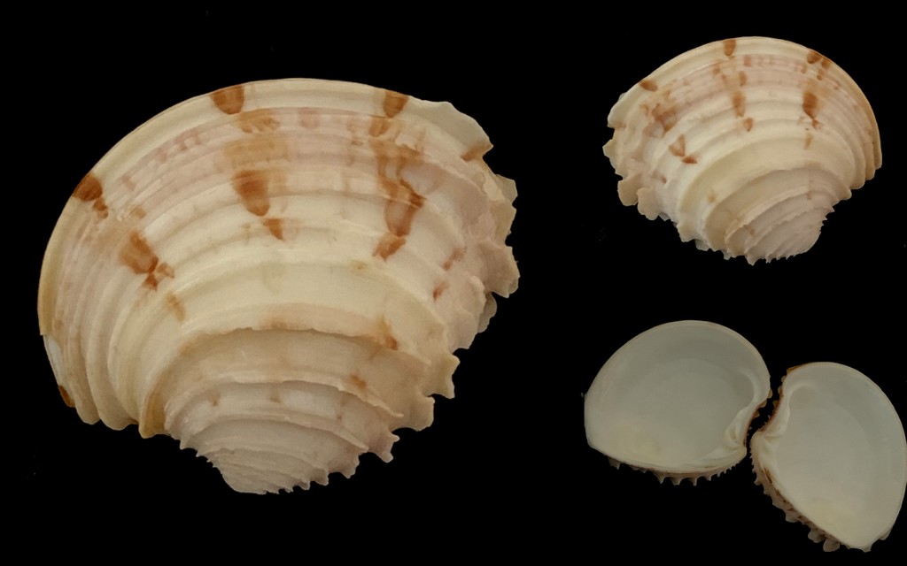 Clausinella punctigera (Dautzenberg et H. Fischer, 1906) 2021-219