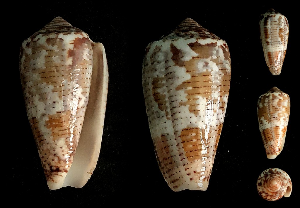 Conus (Pionoconus) simonis Bozzetti, 2010 2022-037