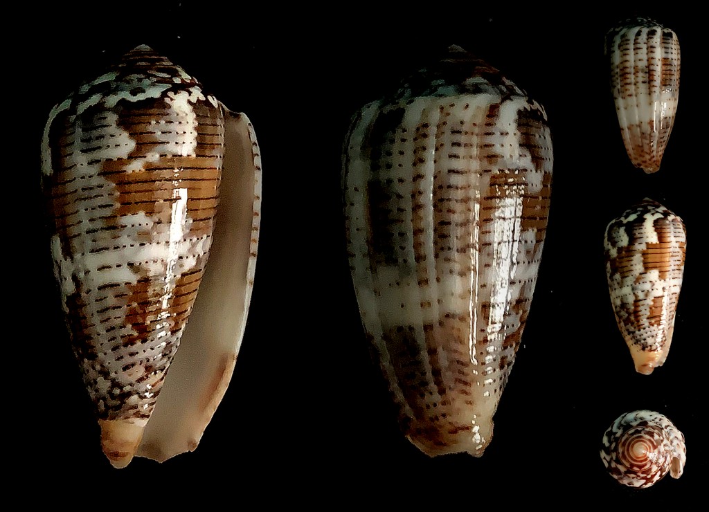 Conus (Pionoconus) simonis Bozzetti, 2010 2022-038
