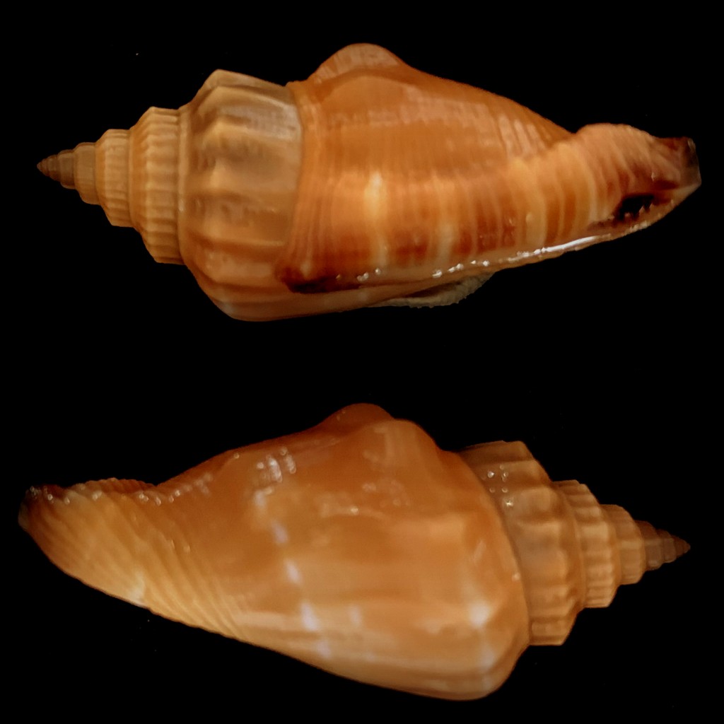 Canarium radians  (Duclos in Chenu, 1844) 2022-046