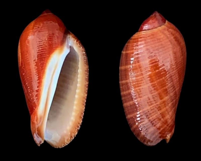  Muricidae RapaninaeVexilla taeniata (Powis, 1835) 2023-119