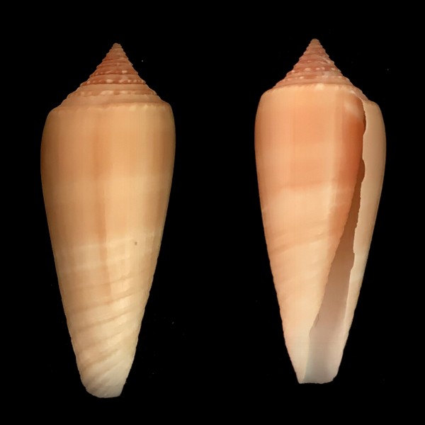 Conus (Phasmoconus) ochroleucus   Gmelin, 1791 Cones_11