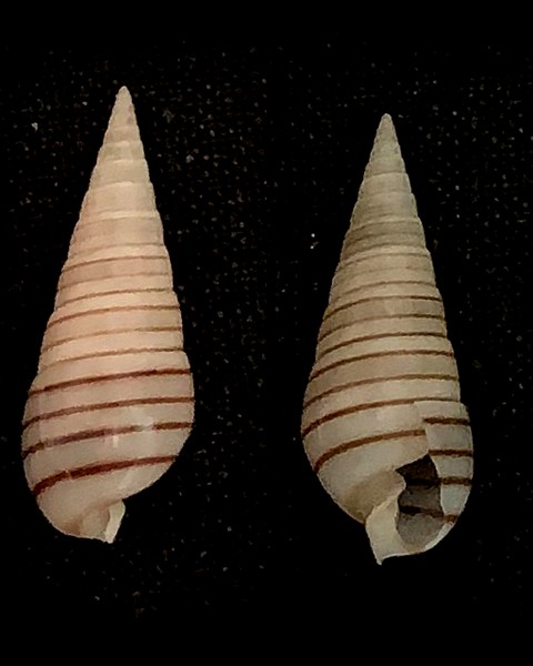 Pyramidella dolabrata f. terebellum (Müller, 1774) Cones_13
