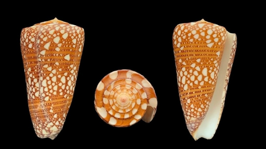 Conus (Eugeniconus) skinneri  (da Motta, 1982) voir Conus (Eugeniconus) nobilis Linnaeus, 1758 Conus_13