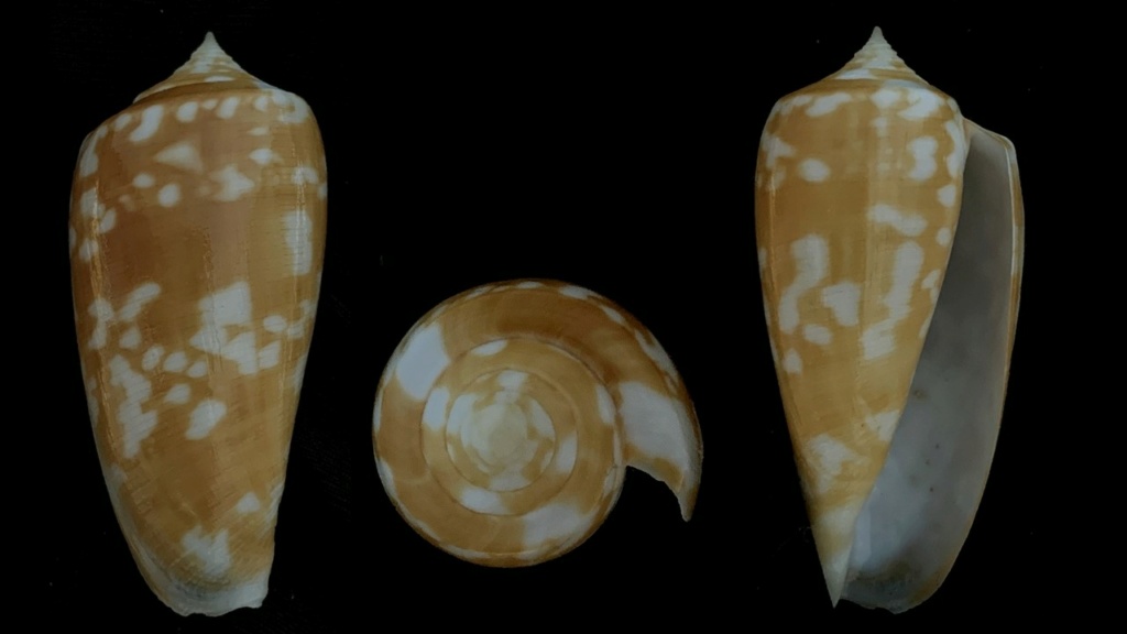 Conus (Phasmoconus) ernestojavieri.(Poppe & Tagaro, 2023) Conus_26