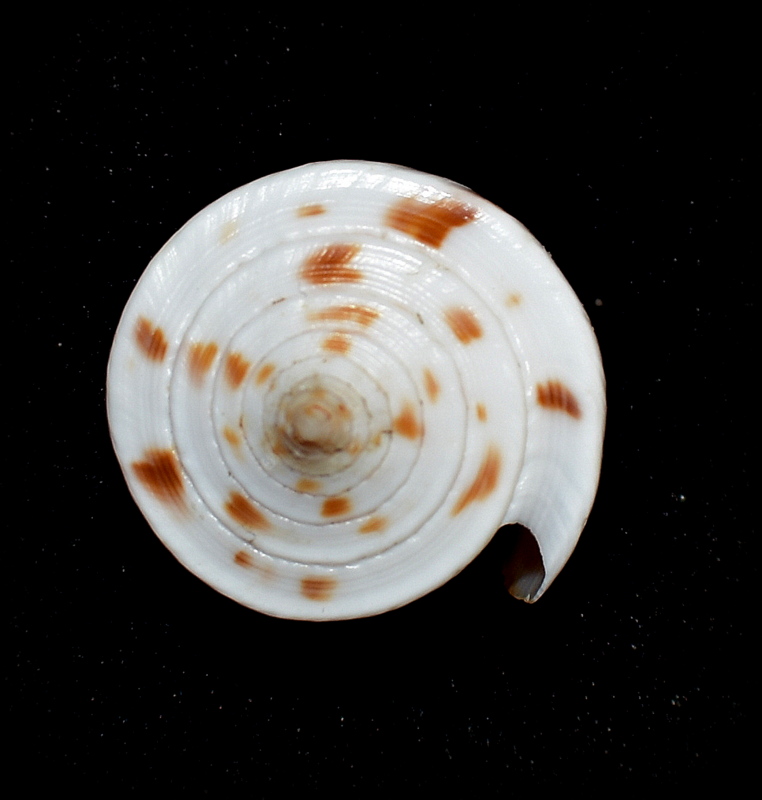 Conus (Lamniconus) clerii   Reeve, 1844 Dsc_0710