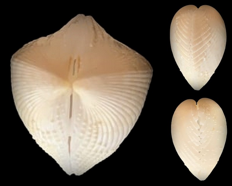 Cardiidae Fraginae Fragum fragum (Linnaeus, 1758)  Fragum11