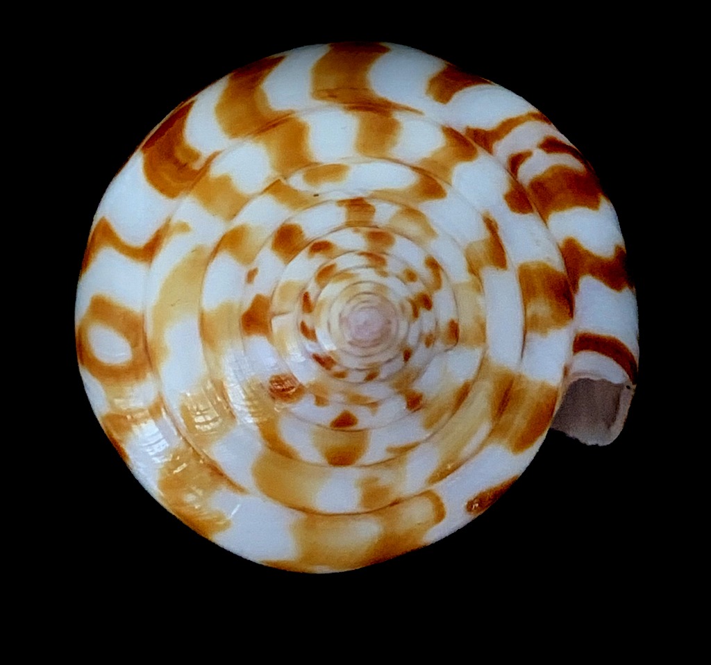 Conus (Phasmoconus) chindeensis (Monnier, Prugnaud & Limpalaër, 2021) Img_0710