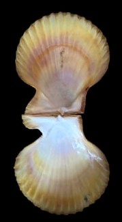 Mimachlamys gloriosa (Reeve, 1853) Img_6211