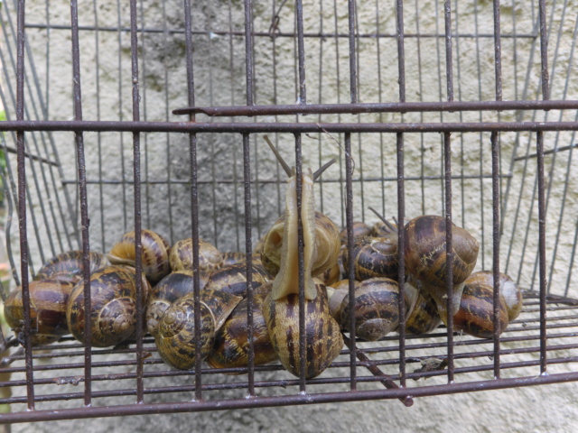 coquillages terrestres: amateur mais pas collectionneur P1000313