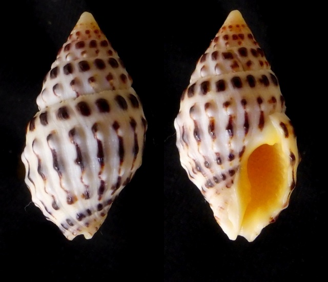 Peristernia gemmata (Reeve, 1847) Perist12