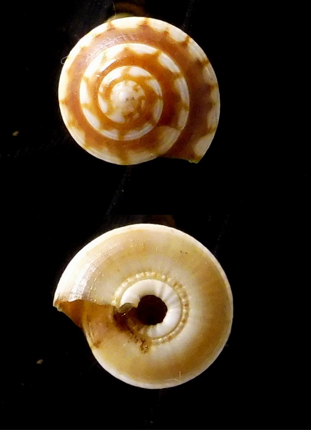 Psilaxis radiatus (Röding, 1798) Psilax13