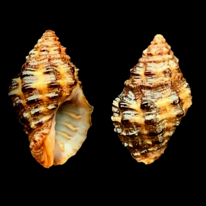 Semiricinula muricoides (Blainville, 1832) Semiri10