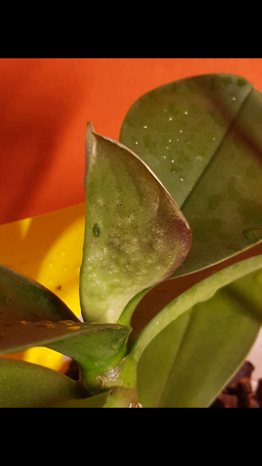Knubbelige Blätter, weiß verfärbte Blattränder Screen10
