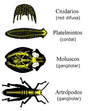 SISTEMA NERVIOSO EN INVERTEBRADOS Invert10