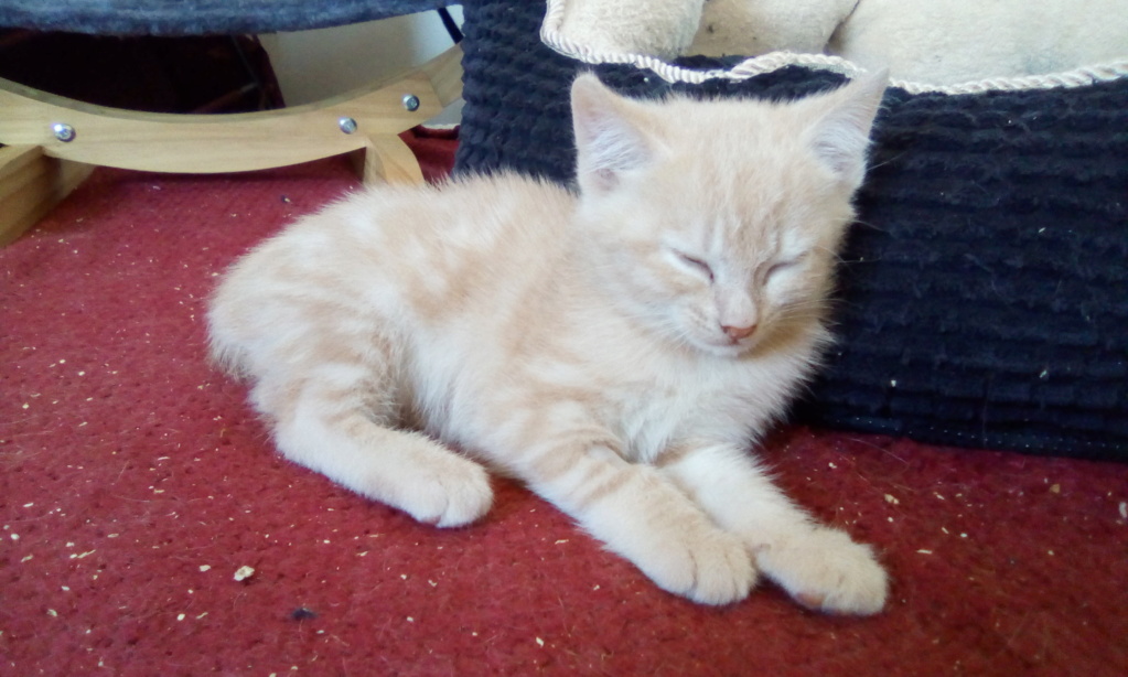 SAFARI, chaton européne roux clair, né  le 15 août 2021 Img_2107