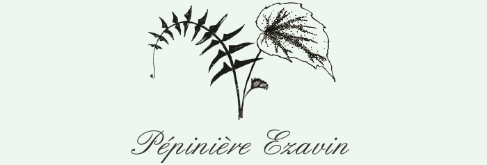 Pépinière Ezavin "Le monde des Fougères" Logo-p10