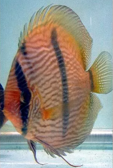 Classificaciò taxonomica i guia varietats del peix discus Captur11
