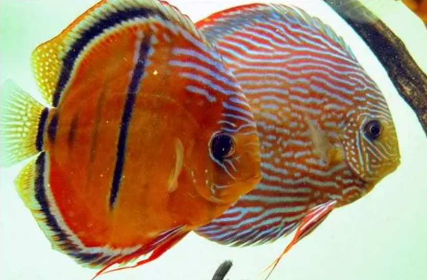 Classificaciò taxonomica i guia varietats del peix discus Captur12