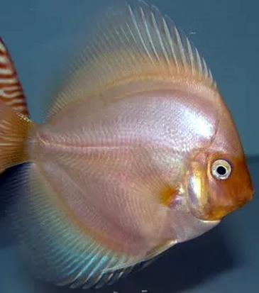 Classificaciò taxonomica i guia varietats del peix discus Captur22