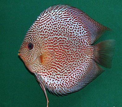 Classificaciò taxonomica i guia varietats del peix discus Captur27