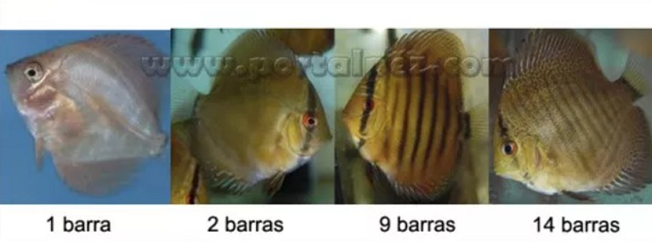 Classificaciò taxonomica i guia varietats del peix discus Captur30