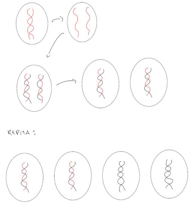UERJ - Ácidos Nucleicos Captur22