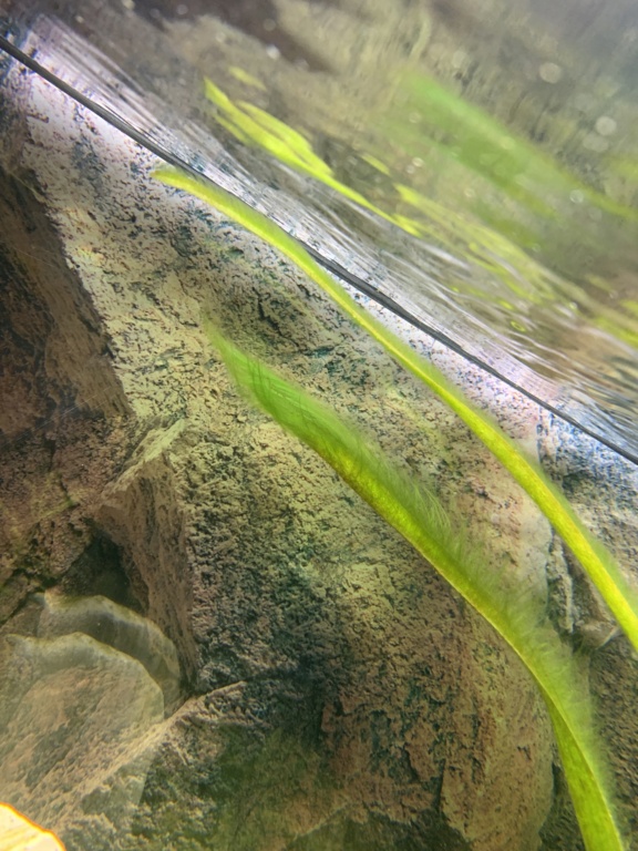 Bonjour, problème d’algues depuis plusieurs mois Image14