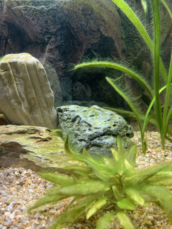Bonjour, problème d’algues depuis plusieurs mois Image15
