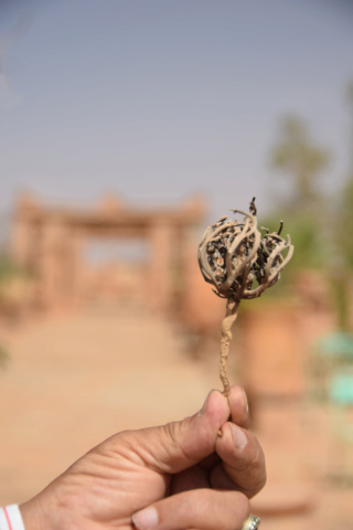 Maroc, une rencontre... - Page 2 Dsc_0317