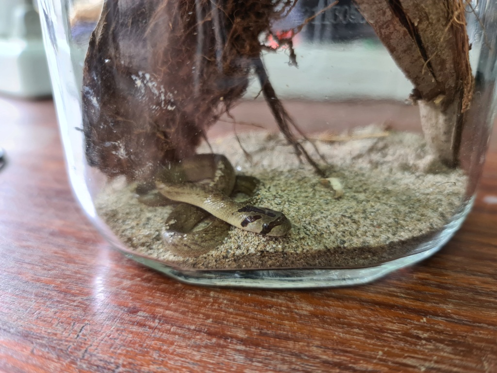 Oligodon Fasciolatus ? 20221010