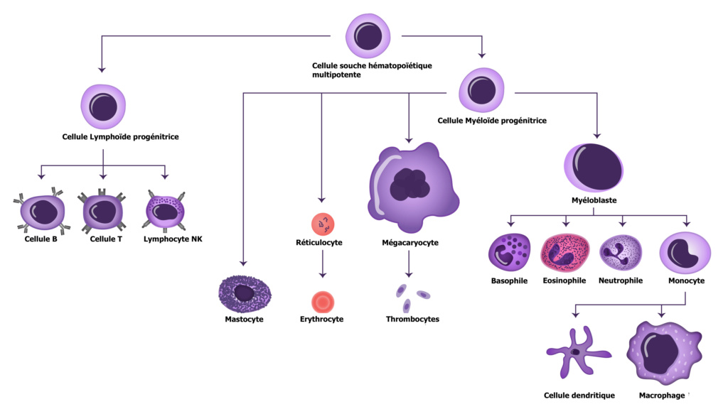 Résumé - système immunitaire  Cellul10