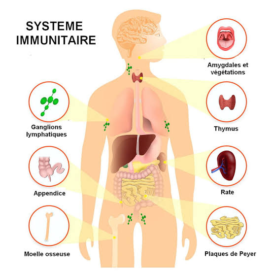 Résumé - système immunitaire  Images10