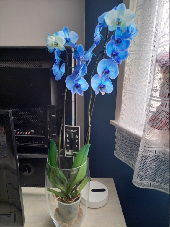 Phalaenopsis Orchid10