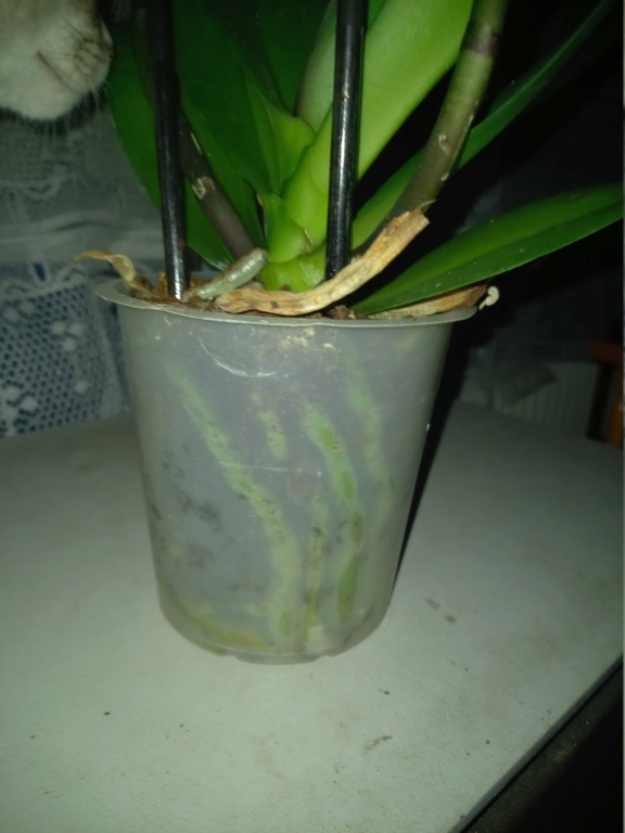 Phalaenopsis Racine11