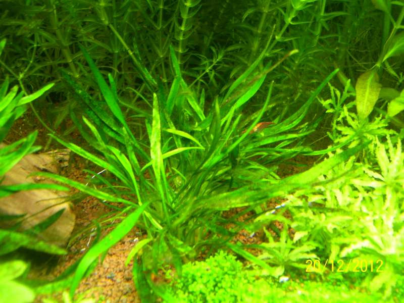 Algues brunes sur plantes 100_8512