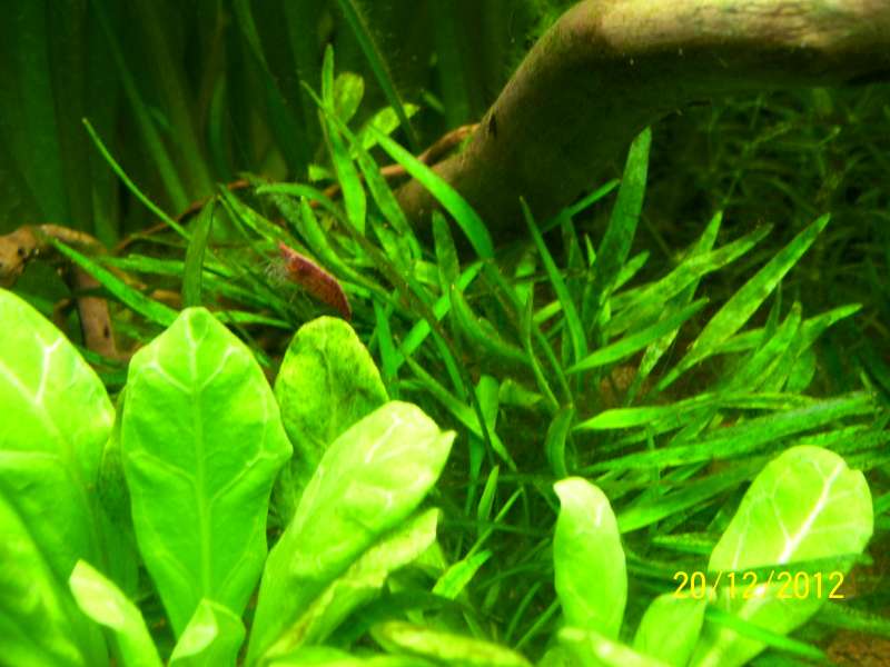 Algues brunes sur plantes 100_8513