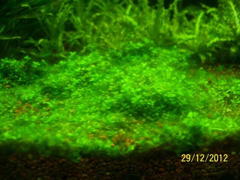 Algues brunes sur plantes 100_8610