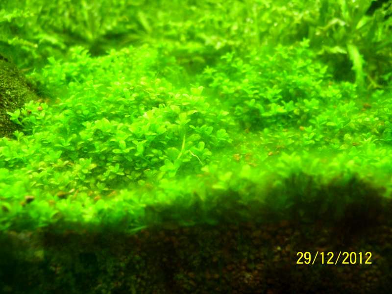 Algues brunes sur plantes 100_8611